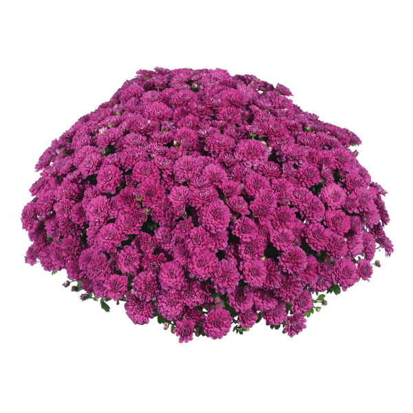 Mum chrysanthemum x morifolium 'Cherry Purple'