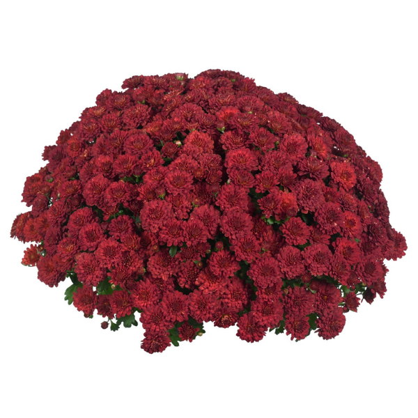 Mum chrysanthemum x morifolium 'Cherry Red'