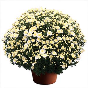 Mum chrysanthemum x morifolium 'Cheryl Frosty White'