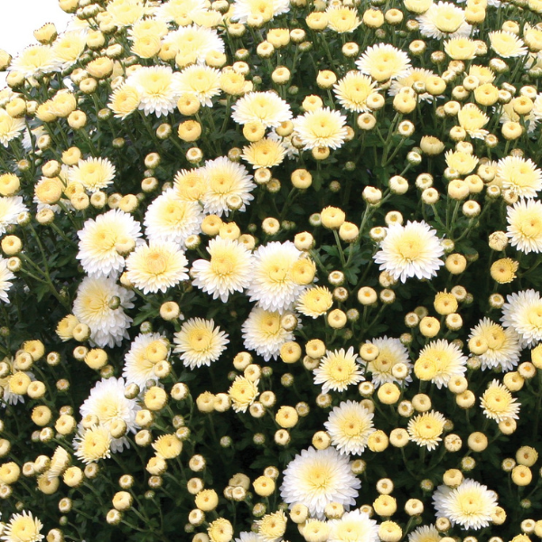 Mum chrysanthemum x morifolium 'Cheryl Frosty White'