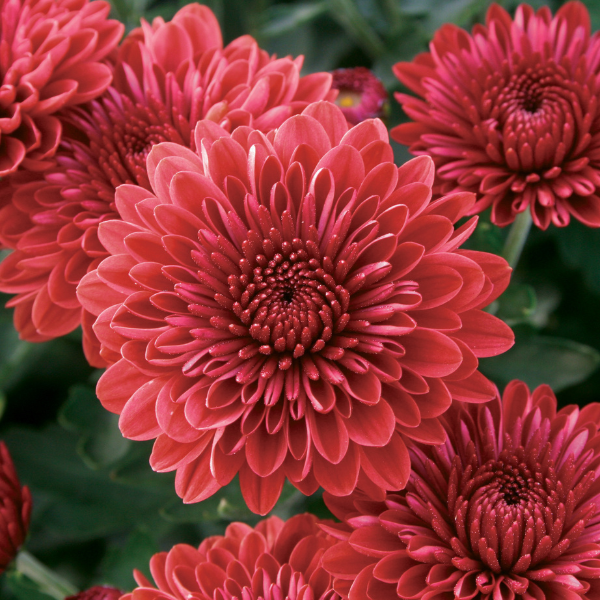 Mum chrysanthemum x morifolium 'Cheryl Jolly Red'