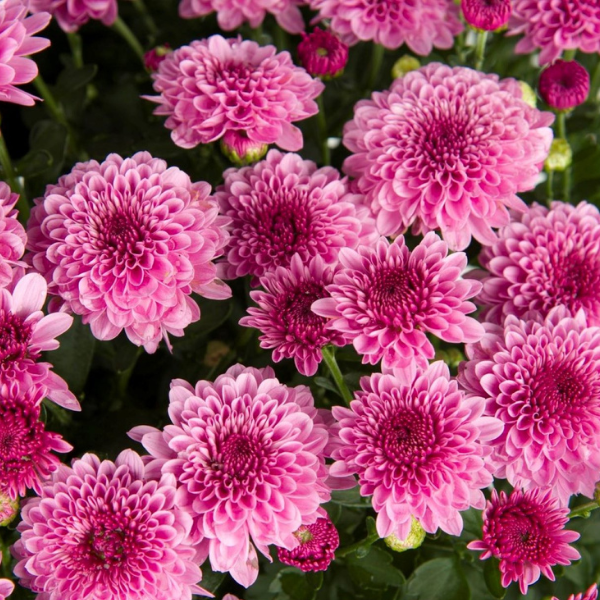 Mum chrysanthemum x morifolium 'Cheryl Pink Imp'