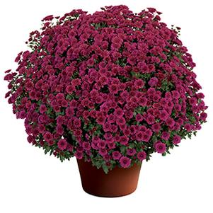 Mum chrysanthemum x morifolium 'Cheryl Regal Purple'