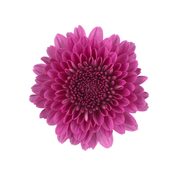 Mum chrysanthemum x morifolium 'Cheryl Regal Purple'