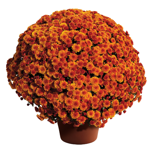 Mum chrysanthemum x morifolium 'Cheryl Spicy Orange'