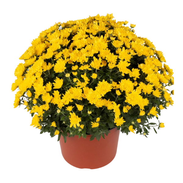 Mum chrysanthemum x morifolium 'Chloe Yellow'