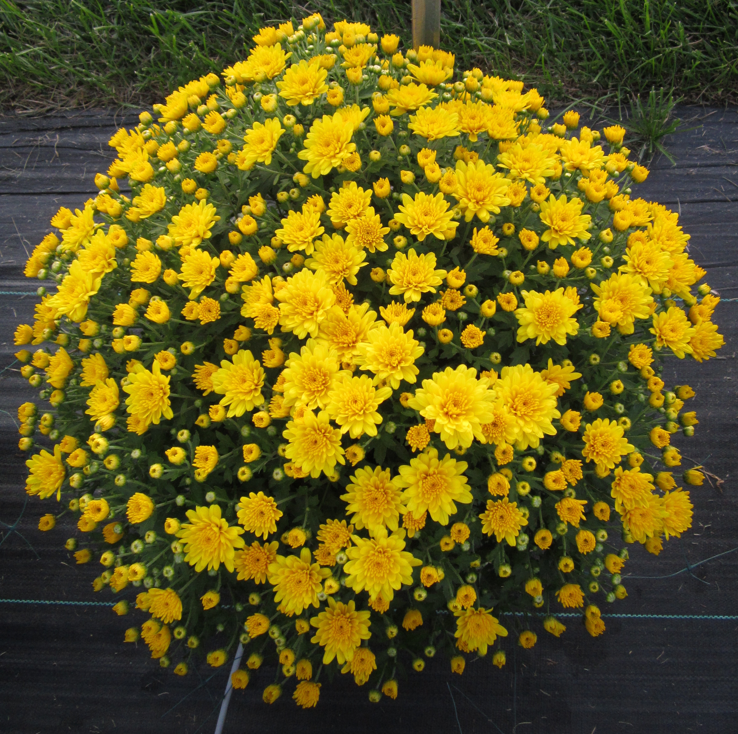 Mum chrysanthemum x morifolium 'Conella Yellow'