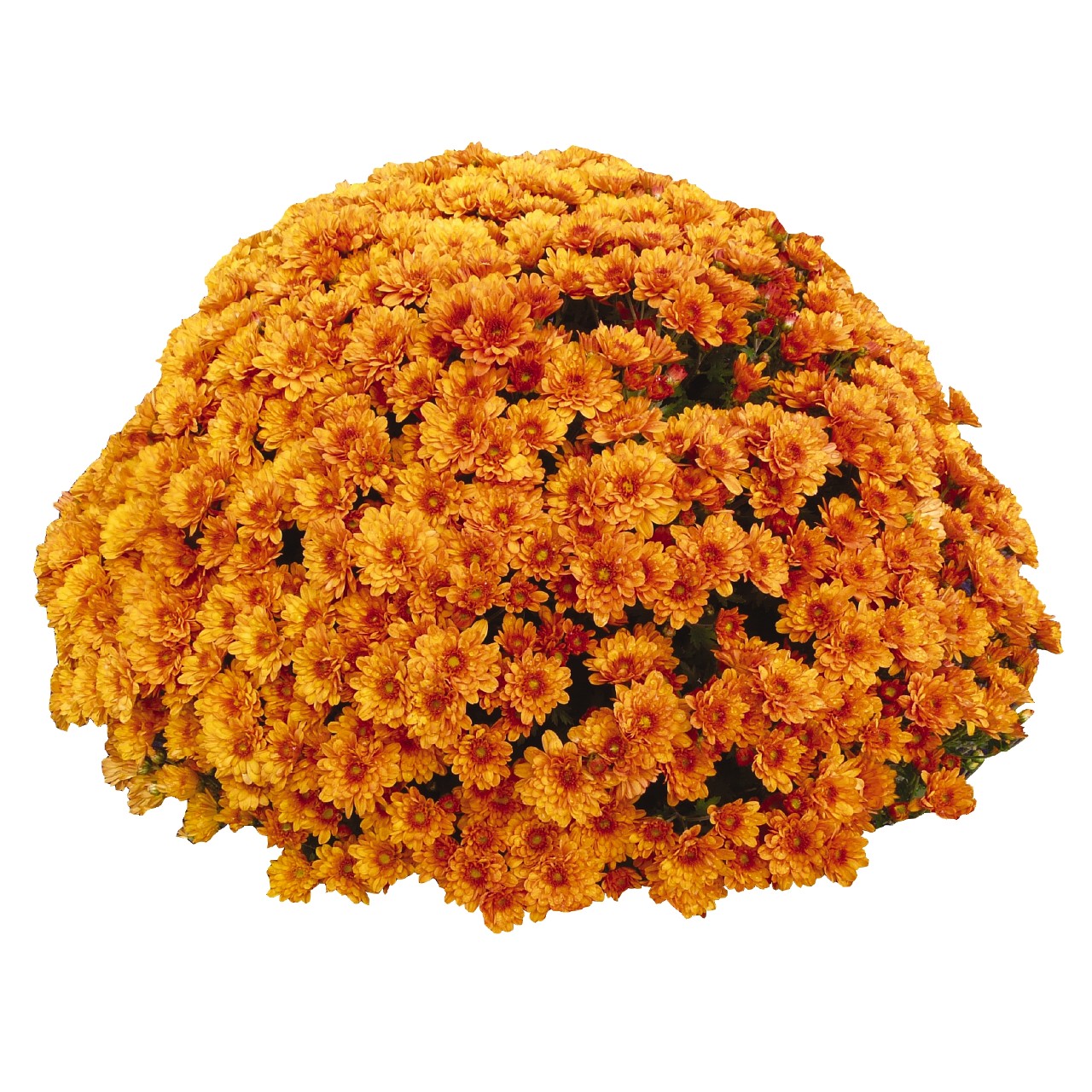Mum chrysanthemum x morifolium 'Crush Orange'