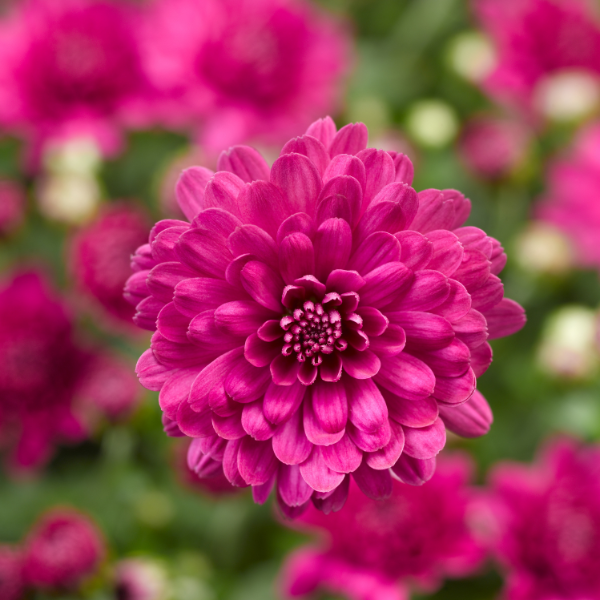 Mum chrysanthemum x morifolium 'Danielle Purple'