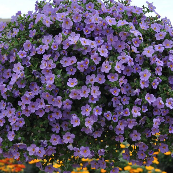 Bacopa suerta cordata 'Betty Dark Blue'