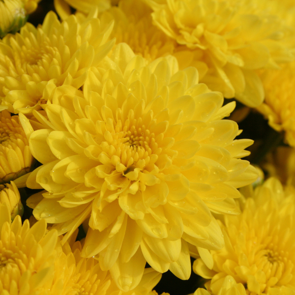 Mum chrysanthemum x morifolium 'Dawn Yellow'