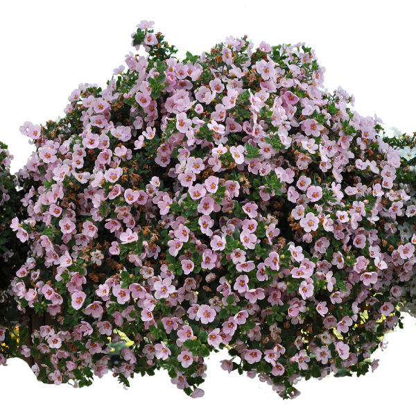 Bacopa suerta cordata 'Betty Pink'