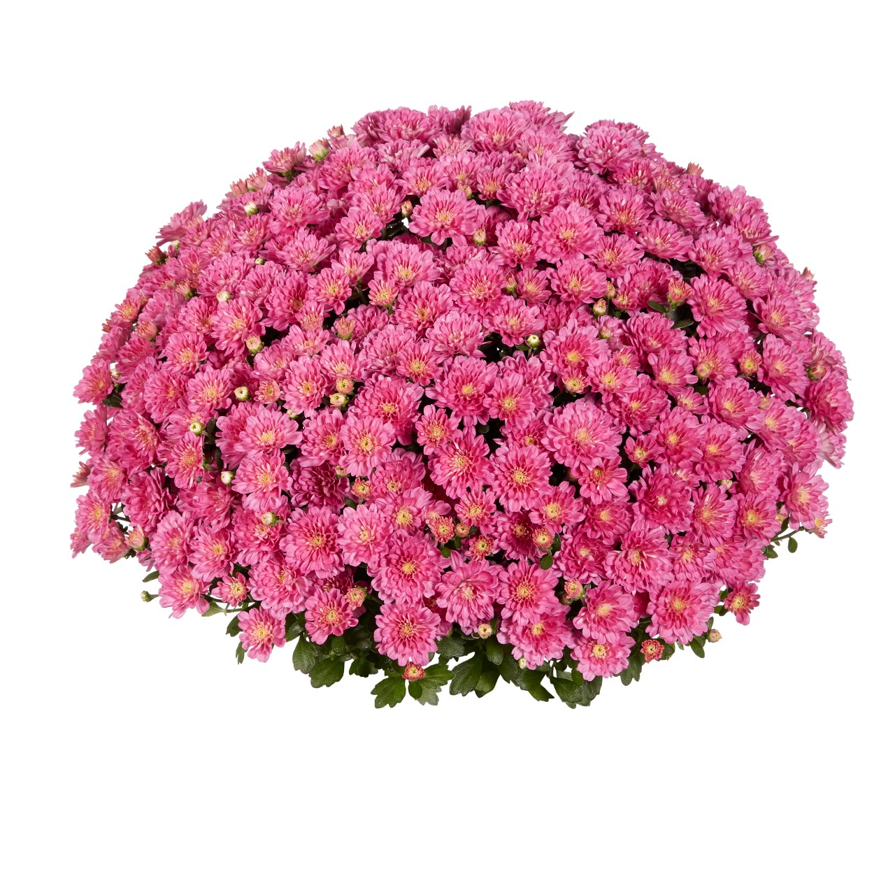 Mum chrysanthemum x morifolium 'Ditto Dark Pink'