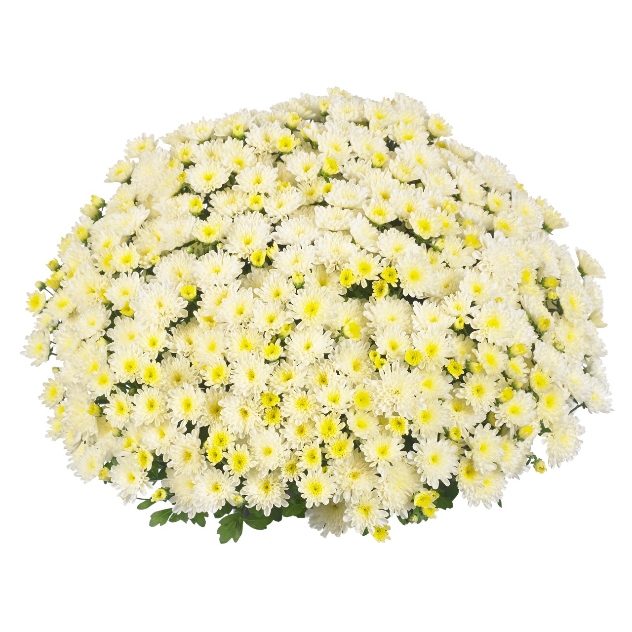 Mum chrysanthemum x morifolium 'Ditto White'