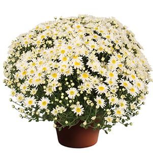 Mum chrysanthemum x morifolium 'Edith White'