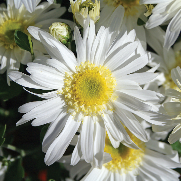 Mum chrysanthemum x morifolium 'Edith White'