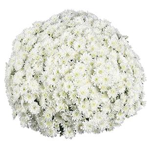 Mum chrysanthemum x morifolium 'Fair White'