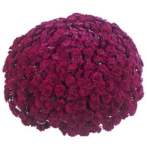 Mum chrysanthemum x morifolium 'Festive Purple'