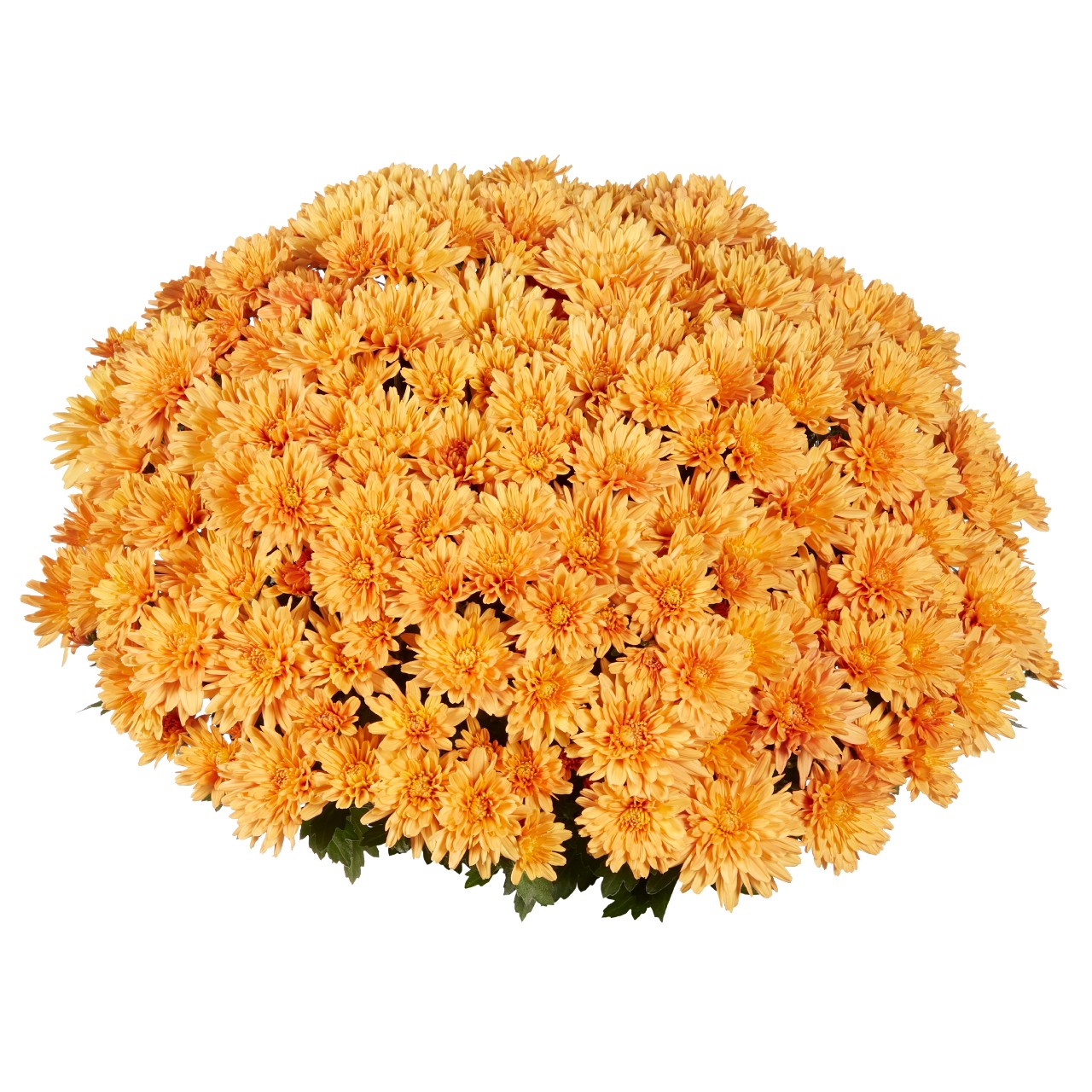 Mum chrysanthemum x morifolium 'Goal Light Bronze'