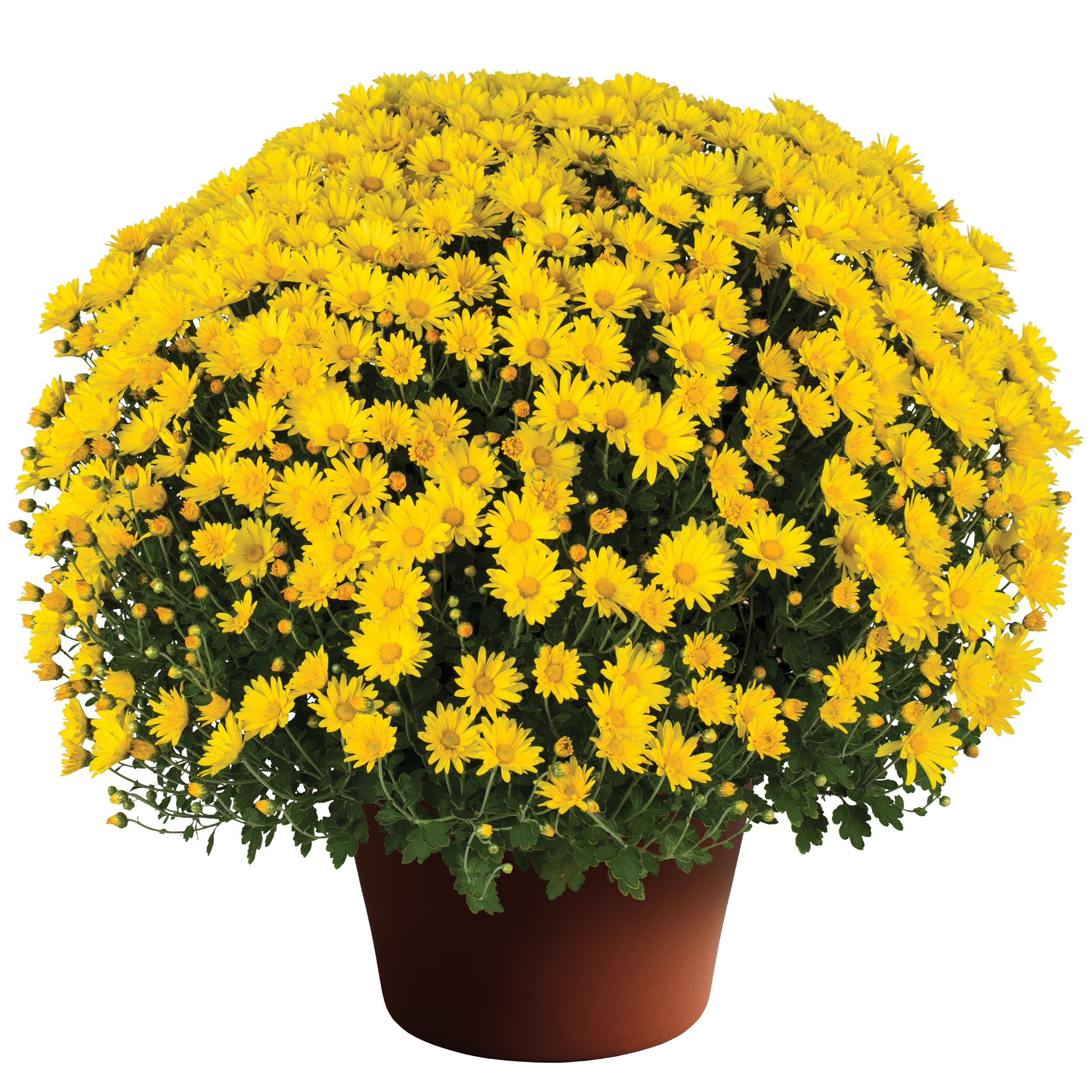 Mum chrysanthemum x morifolium 'Hankie Yellow'