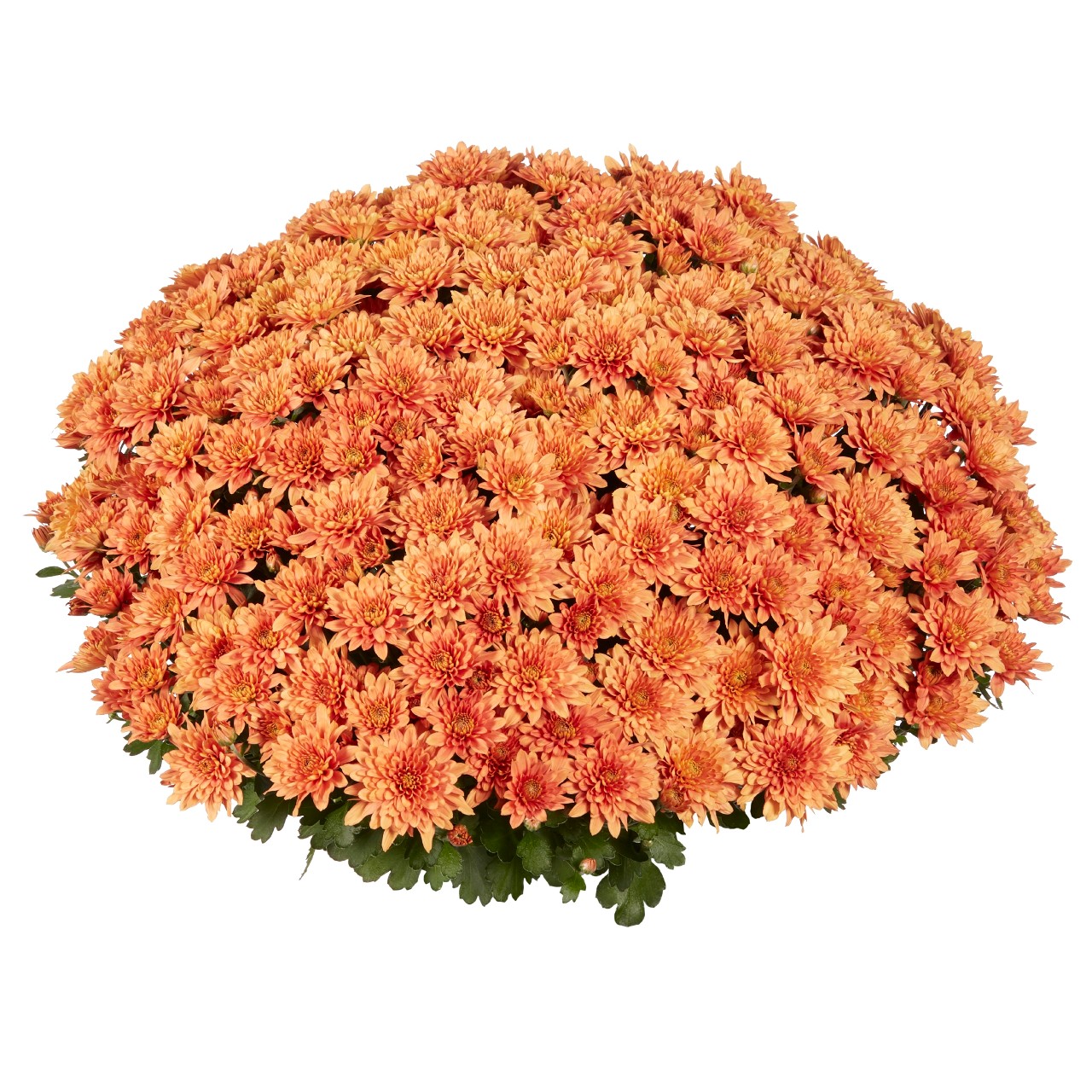 Mum chrysanthemum x morifolium 'Homerun Orange'