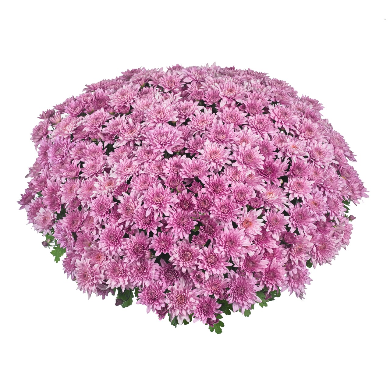 Mum chrysanthemum x morifolium 'Homerun Pink'