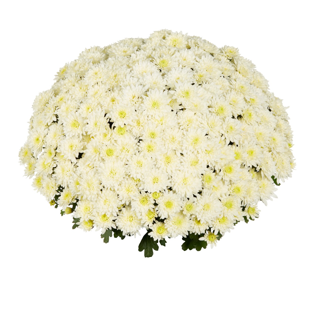Mum chrysanthemum x morifolium 'Homerun White'
