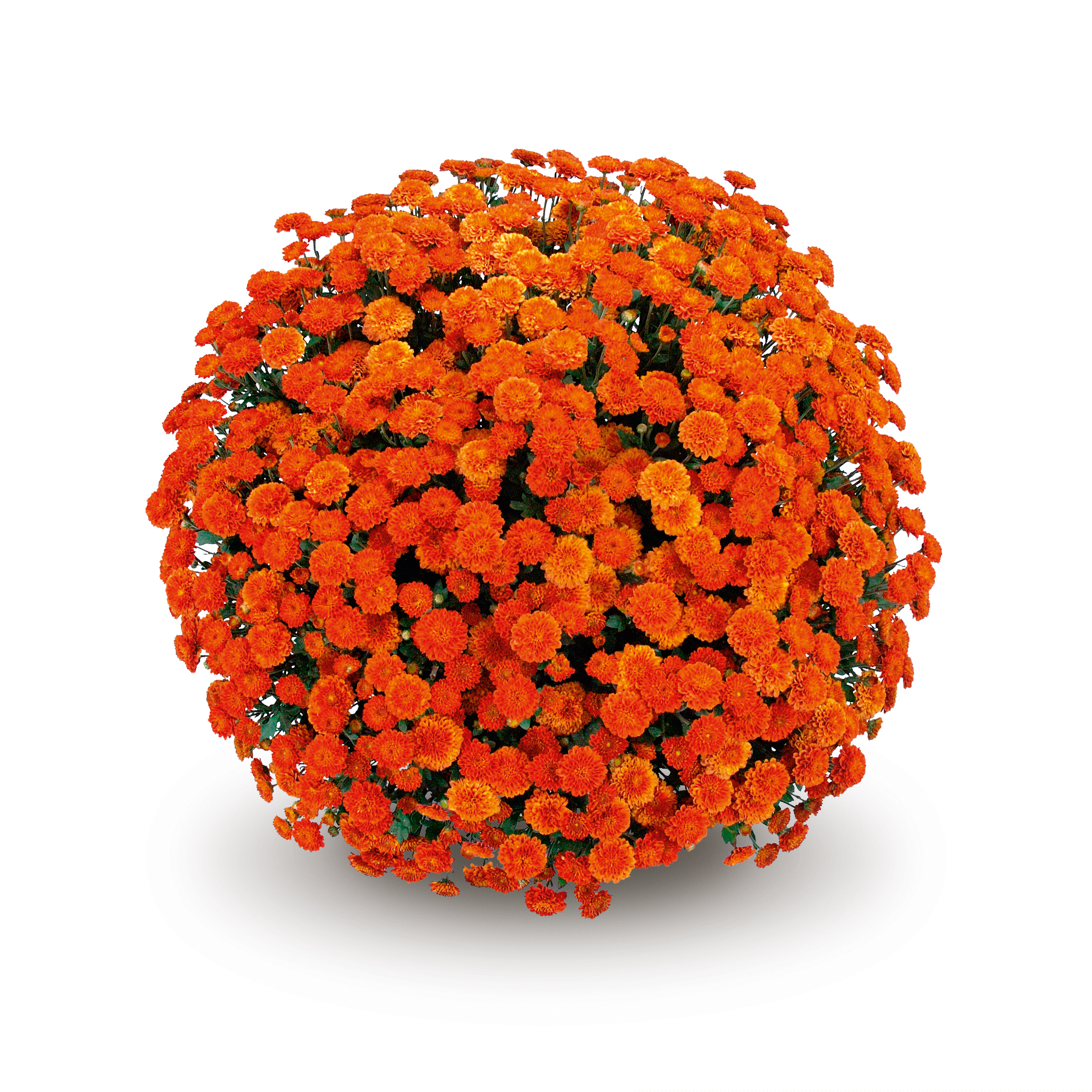 Mum chrysanthemum x morifolium 'Izola Orange'