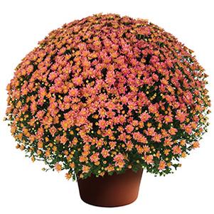 Mum chrysanthemum x morifolium 'Jacqueline Peach Fusion'