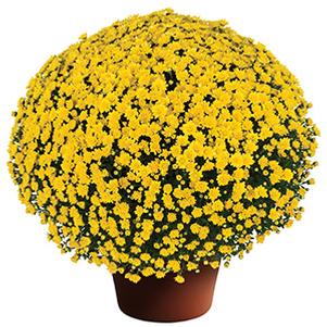 Mum chrysanthemum x morifolium 'Jacqueline Yellow'