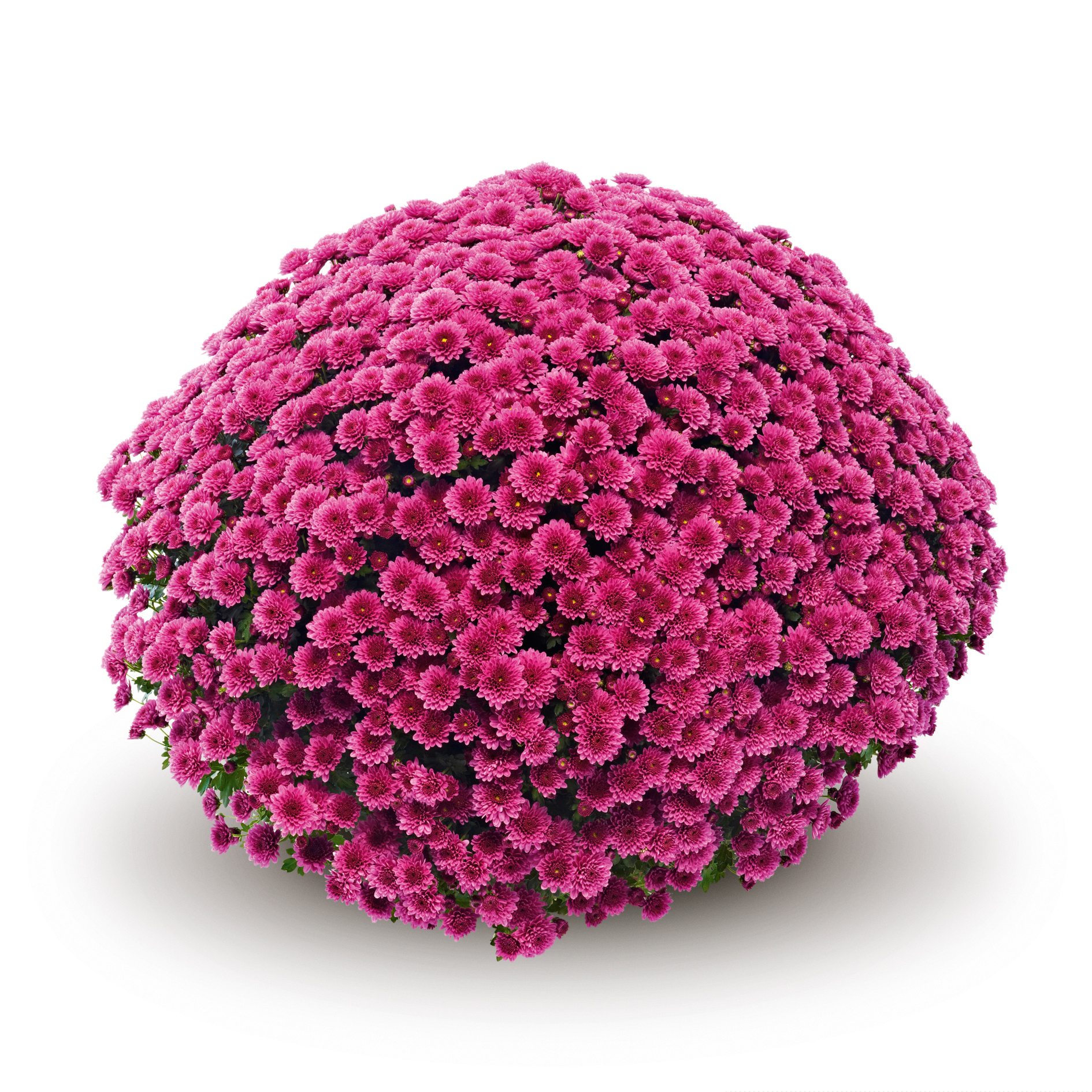 Mum chrysanthemum x morifolium 'Jasoda Purple'