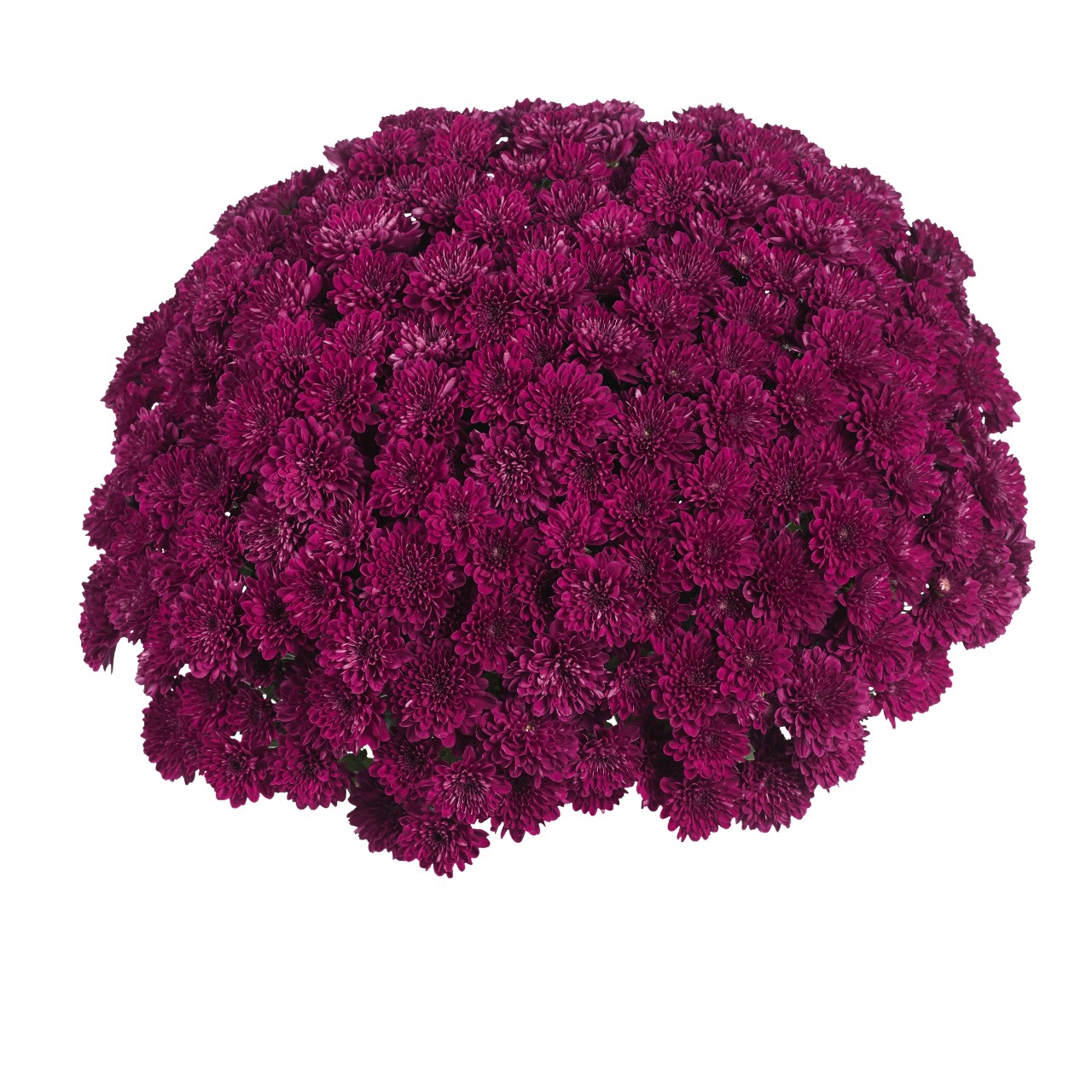 Mum chrysanthemum x morifolium 'Lagoon Purple'
