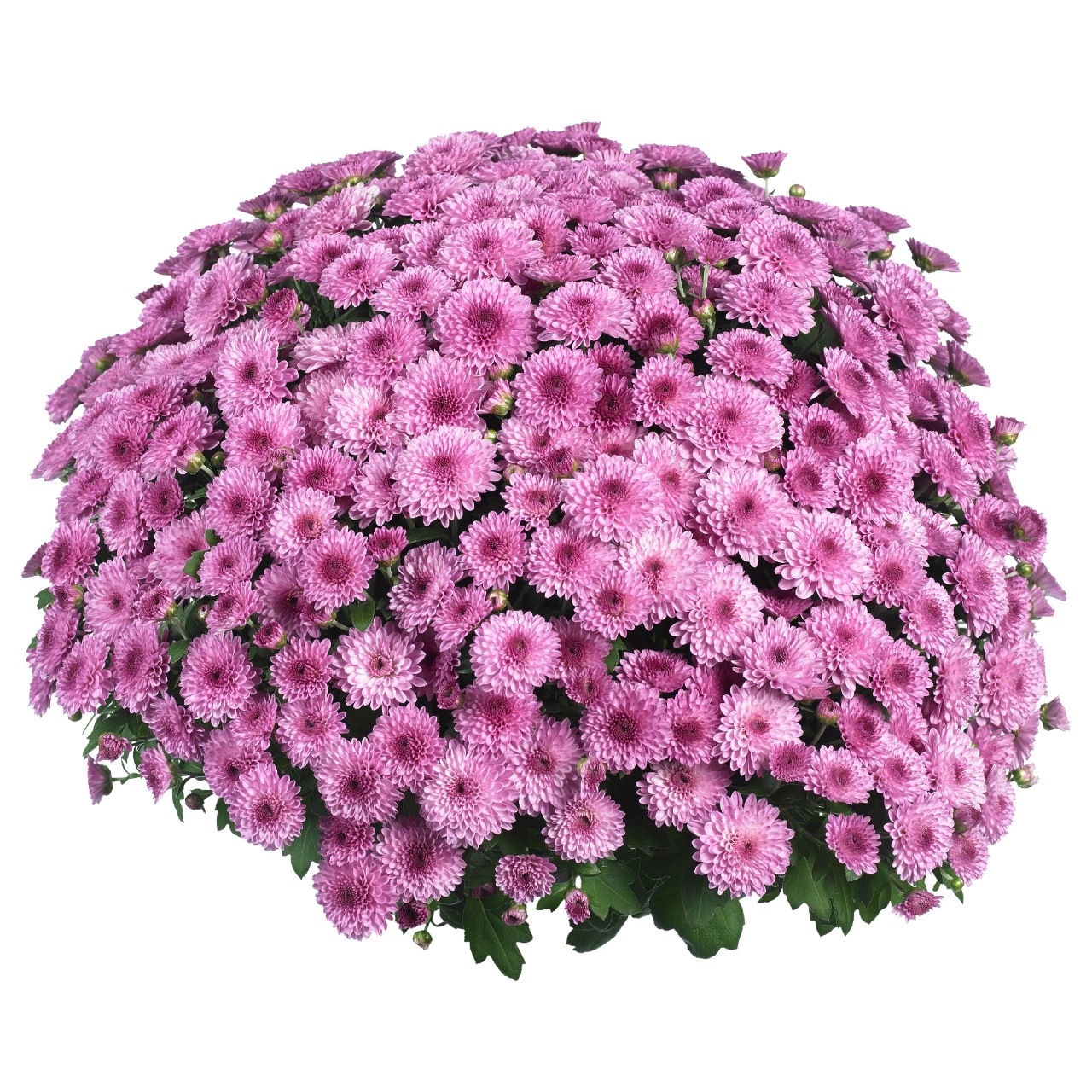Mum chrysanthemum x morifolium 'League Pink'