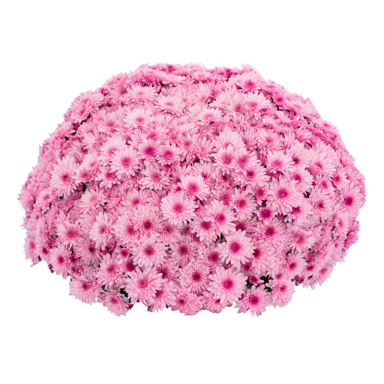 Mum chrysanthemum x morifolium 'Lively Pink Bicolor'