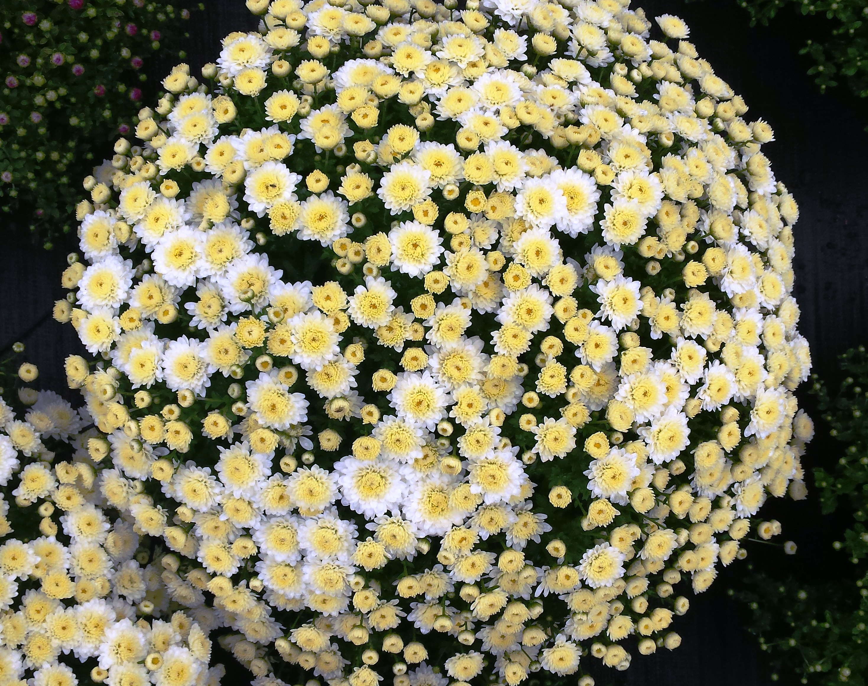Mum chrysanthemum x morifolium 'Mabel White'