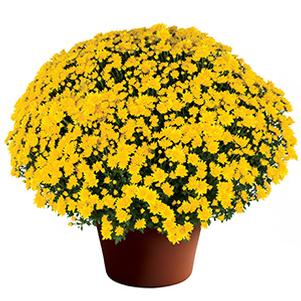 Mum chrysanthemum x morifolium 'Makayla Yellow'