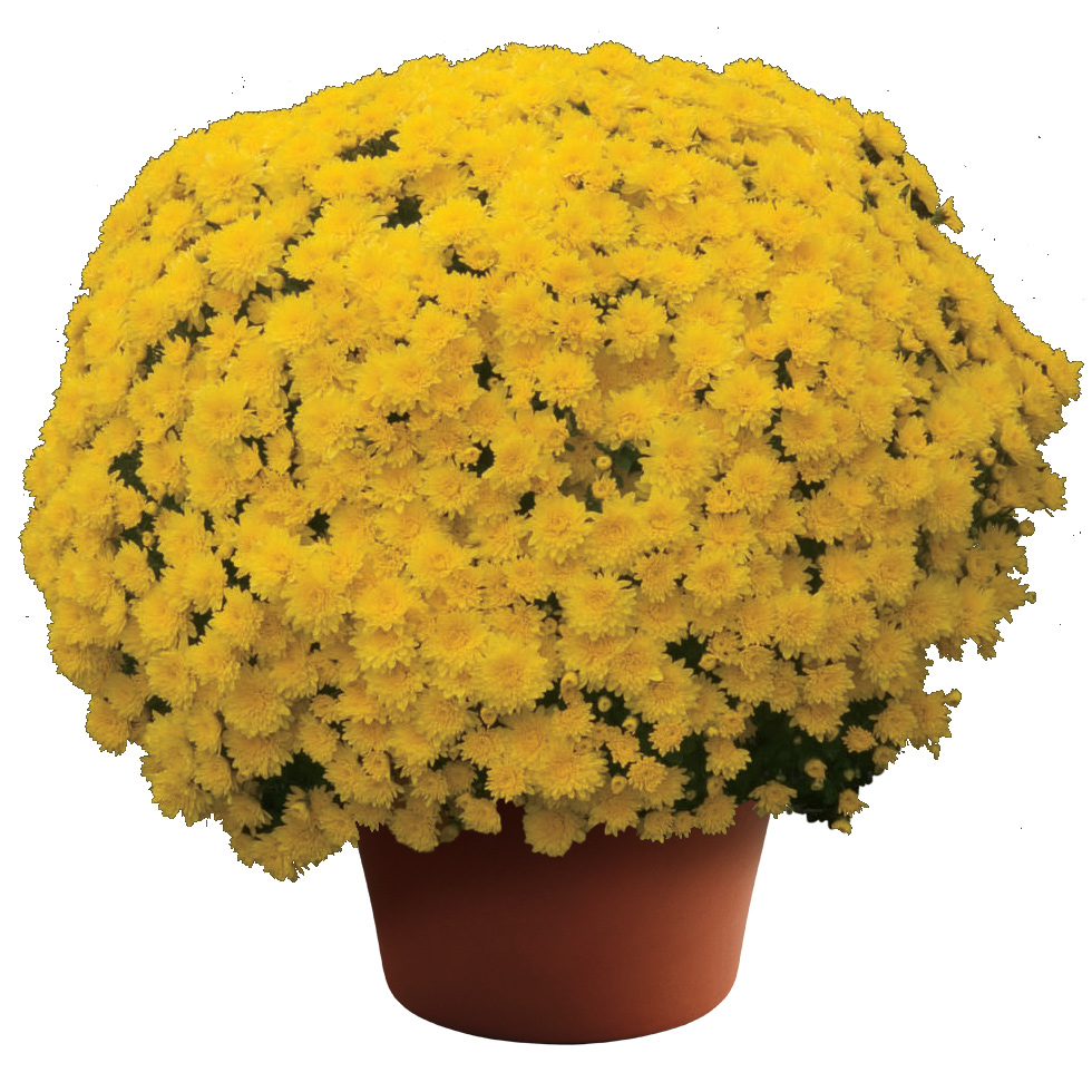Mum chrysanthemum x morifolium 'Mary Yellow'
