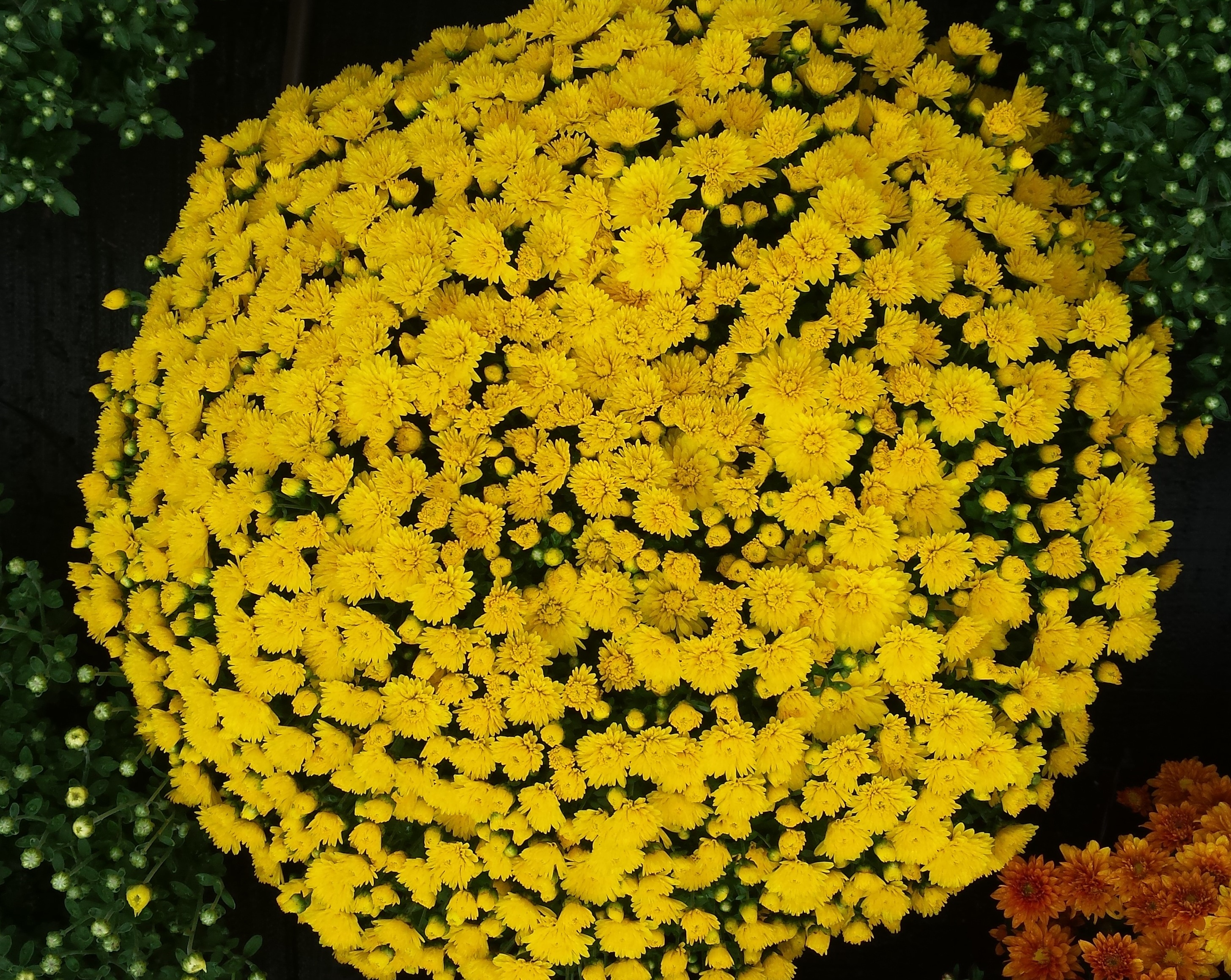 Mum chrysanthemum x morifolium 'Matador Yellow'