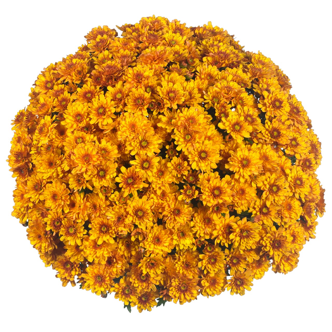 Mum chrysanthemum x morifolium 'Merry Bronze Bicolor'
