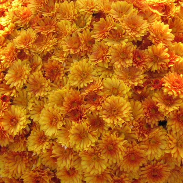 Mum chrysanthemum x morifolium 'Mika Orange'