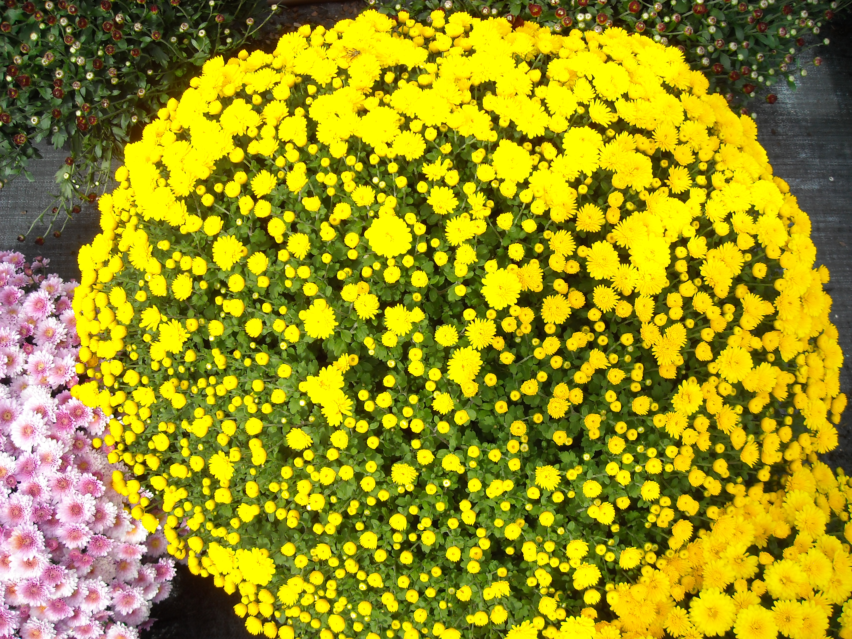 Mum chrysanthemum x morifolium 'Mouria Yellow'