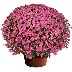 Mum chrysanthemum x morifolium 'Nikki Pink Bicolor'