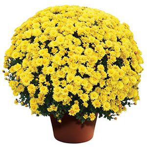 Mum chrysanthemum x morifolium 'Nikki Yellow'