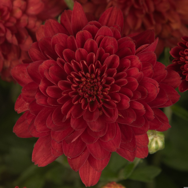 Mum chrysanthemum x morifolium 'Samantha Red'