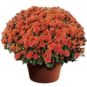 Mum chrysanthemum x morifolium 'Ursula Jazzy Coral'