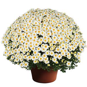 Mum chrysanthemum x morifolium 'Vanna Snow'