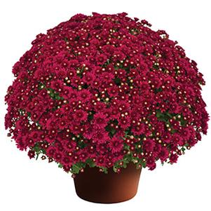 Mum chrysanthemum x morifolium 'Wanda Red'