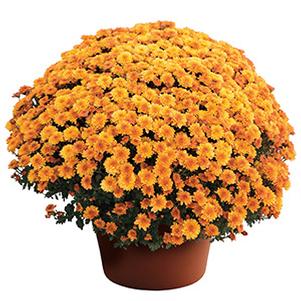 Mum chrysanthemum x morifolium 'Yvette Orange Bicolor'