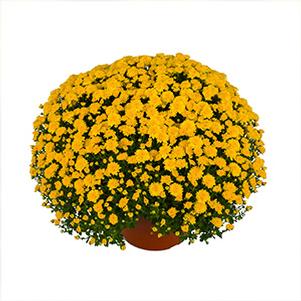 Mum chrysanthemum x morifolium 'Yvette Yellow'