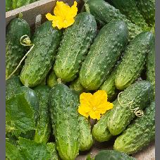 Vegetable Cucumber 'Bush Pickle'